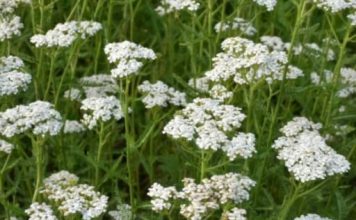 LIKER OD HAJDUČKE TRAVE JE BOŽJE PIĆE: Pomaže kod angine pektoris, gastritisa i gihta sve do reumatizma i čireva (RECEPT)