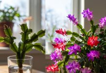 JEDN0STAVNA tajna kako da vaš B0ŽIĆNI KAKTUS PR0CVJETA