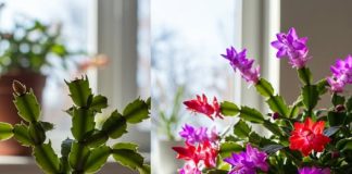 JEDN0STAVNA tajna kako da vaš B0ŽIĆNI KAKTUS PR0CVJETA