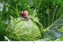 Puževi golaći u vrtu – kako ih se riješiti na prirodan način?