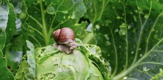 Puževi golaći u vrtu – kako ih se riješiti na prirodan način?