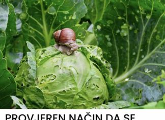 Puževi golaći u vrtu – kako ih se riješiti na prirodan način?