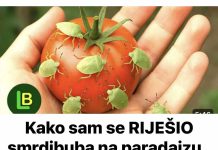 Kako sam se RIJEŠIO smrdibuba na paradajzu.. Ovu stvar ne mogu da podnesu…