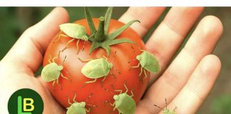 Kako sam se RIJEŠIO smrdibuba na paradajzu.. Ovu stvar ne mogu da podnesu…