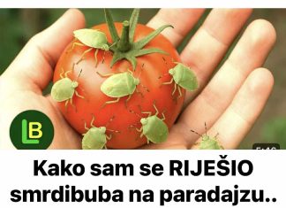 Kako sam se RIJEŠIO smrdibuba na paradajzu.. Ovu stvar ne mogu da podnesu…