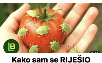 Kako sam se RIJEŠIO smrdibuba na paradajzu.. Ovu stvar ne mogu da podnesu…