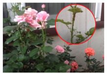 DA LI VAM BILJNE VAŠI UNIŠTAVAJU CVIJEĆE: