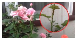 DA LI VAM BILJNE VAŠI UNIŠTAVAJU CVIJEĆE: