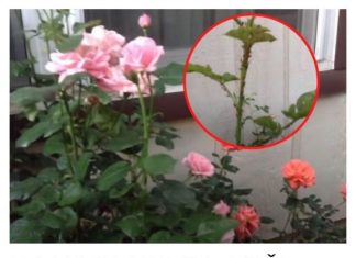 DA LI VAM BILJNE VAŠI UNIŠTAVAJU CVIJEĆE: