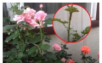 DA LI VAM BILJNE VAŠI UNIŠTAVAJU CVIJEĆE: