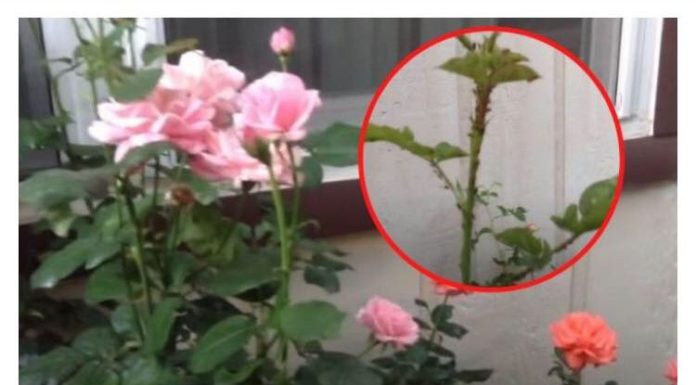 DA LI VAM BILJNE VAŠI UNIŠTAVAJU CVIJEĆE: