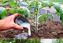 Soda bikarbona ističe se kao jedan od najpriznatijih i najekonomičnijih artikala koji se nalazi u gotovo svakoj kuhinji, pružajući mnogo više koristi nego što se moglo pretpostaviti.