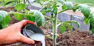 Soda bikarbona ističe se kao jedan od najpriznatijih i najekonomičnijih artikala koji se nalazi u gotovo svakoj kuhinji, pružajući mnogo više koristi nego što se moglo pretpostaviti.