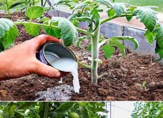 Soda bikarbona ističe se kao jedan od najpriznatijih i najekonomičnijih artikala koji se nalazi u gotovo svakoj kuhinji, pružajući mnogo više koristi nego što se moglo pretpostaviti.