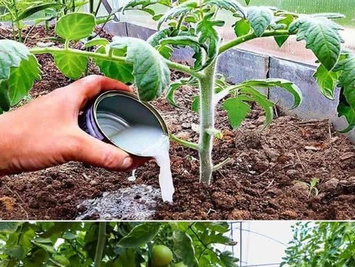 Soda bikarbona ističe se kao jedan od najpriznatijih i najekonomičnijih artikala koji se nalazi u gotovo svakoj kuhinji, pružajući mnogo više koristi nego što se moglo pretpostaviti.