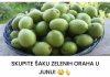 SKUPITE ŠAKU ZELENIH ORAŠA U LIPNJU! 😲👆 Brojni pojedinci posjeduju ove zelene plodove u svojim vrtovima, ali ostaju nesvjesni njihovih potencijalnih dobrobiti.
