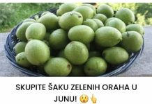 SKUPITE ŠAKU ZELENIH ORAŠA U LIPNJU! 😲👆 Brojni pojedinci posjeduju ove zelene plodove u svojim vrtovima, ali ostaju nesvjesni njihovih potencijalnih dobrobiti.