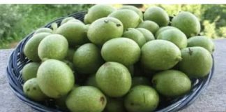 SKUPITE ŠAKU ZELENIH ORAŠA U LIPNJU! 😲👆 Brojni pojedinci posjeduju ove zelene plodove u svojim vrtovima, ali ostaju nesvjesni njihovih potencijalnih dobrobiti.
