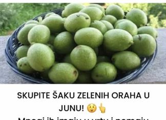 SKUPITE ŠAKU ZELENIH ORAŠA U LIPNJU! 😲👆 Brojni pojedinci posjeduju ove zelene plodove u svojim vrtovima, ali ostaju nesvjesni njihovih potencijalnih dobrobiti.