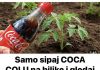 Samo sipaj COCA COLU na biljke i gledaj štaće se desiti! Nisam mogla vjerovati