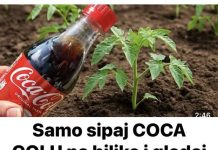 Samo sipaj COCA COLU na biljke i gledaj štaće se desiti! Nisam mogla vjerovati