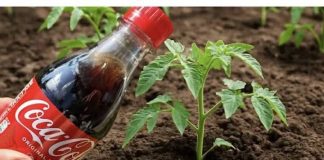 Samo sipaj COCA COLU na biljke i gledaj štaće se desiti! Nisam mogla vjerovati