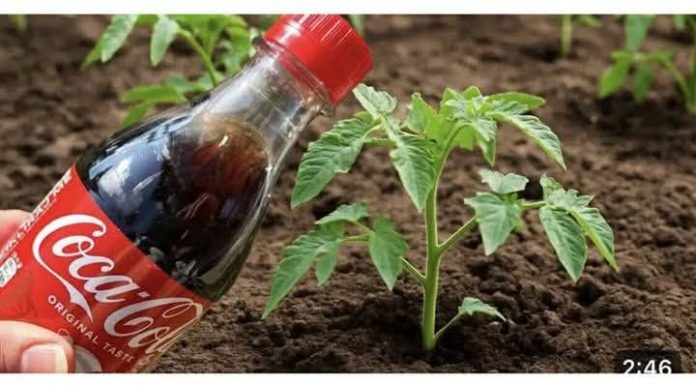 Samo sipaj COCA COLU na biljke i gledaj štaće se desiti! Nisam mogla vjerovati