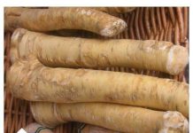 ČUDOTVORNI KORIJEN! 🌿💪 Pet puta zdraviji od limuna i narandže zajedno – gotovo da ne postoji što ne liječi!