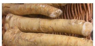 ČUDOTVORNI KORIJEN! 🌿💪 Pet puta zdraviji od limuna i narandže zajedno – gotovo da ne postoji što ne liječi!