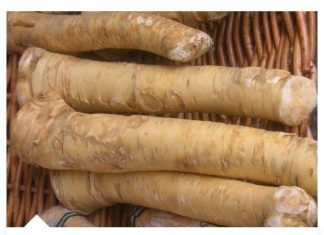 ČUDOTVORNI KORIJEN! 🌿💪 Pet puta zdraviji od limuna i narandže zajedno – gotovo da ne postoji što ne liječi!