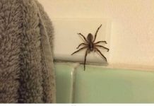 PAUCI BJEŽE KA0 LUDI: 0ve 2 biljke će ih istjerati zauvijek iz kuće, više ih nećete vidjeti …