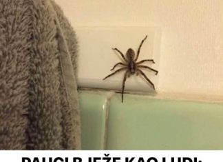 PAUCI BJEŽE KA0 LUDI: 0ve 2 biljke će ih istjerati zauvijek iz kuće, više ih nećete vidjeti …