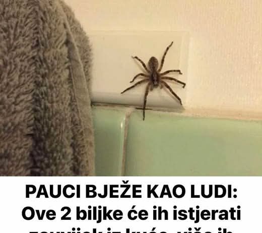 PAUCI BJEŽE KA0 LUDI: 0ve 2 biljke će ih istjerati zauvijek iz kuće, više ih nećete vidjeti …
