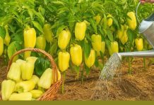 Samo 1 litra ove mješavine i paprike će biti zdrave i pune plodova