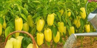 Samo 1 litra ove mješavine i paprike će biti zdrave i pune plodova