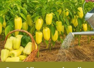 Samo 1 litra ove mješavine i paprike će biti zdrave i pune plodova