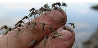 SAMO KAP, KOMARCI NESTAJU U TRENUTKU!