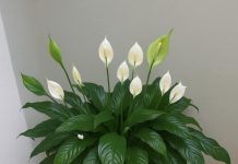 Ljiljan mira, zaboravi vodu: zalij ga ovim i trajaće ti zauvijek….