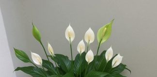 Ljiljan mira, zaboravi vodu: zalij ga ovim i trajaće ti zauvijek….