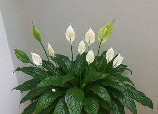 Ljiljan mira, zaboravi vodu: zalij ga ovim i trajaće ti zauvijek….