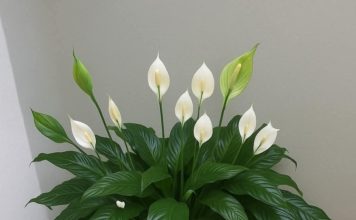 Ljiljan mira, zaboravi vodu: zalij ga ovim i trajaće ti zauvijek….