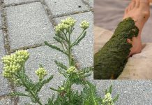 Ovo bi mogla biti najčešća biljka koja poboljšava cirkulaciju, smanjuje otečene noge, proširene vene i još mnogo toga!