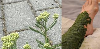 Ovo bi mogla biti najčešća biljka koja poboljšava cirkulaciju, smanjuje otečene noge, proširene vene i još mnogo toga!