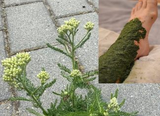 Ovo bi mogla biti najčešća biljka koja poboljšava cirkulaciju, smanjuje otečene noge, proširene vene i još mnogo toga!