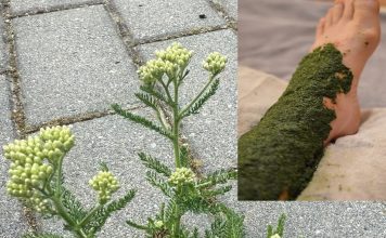 Ovo bi mogla biti najčešća biljka koja poboljšava cirkulaciju, smanjuje otečene noge, proširene vene i još mnogo toga!