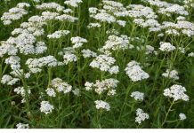 BILJKA KOJU SVAKA KUĆA TREBA DA IMA: Liječi sve od usta do debelog crijeva i obnavlja sluzokožu želuca