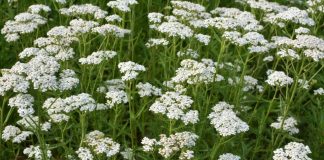 BILJKA KOJU SVAKA KUĆA TREBA DA IMA: Liječi sve od usta do debelog crijeva i obnavlja sluzokožu želuca