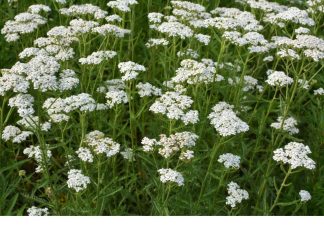 BILJKA KOJU SVAKA KUĆA TREBA DA IMA: Liječi sve od usta do debelog crijeva i obnavlja sluzokožu želuca