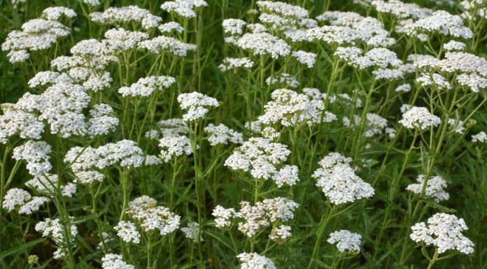 BILJKA KOJU SVAKA KUĆA TREBA DA IMA: Liječi sve od usta do debelog crijeva i obnavlja sluzokožu želuca