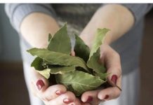 Moja baka uvijek stavlja lovorov list u so. Kada sam saznala zašto je to radila, bila sam iznenađena, jer nikad nisam vidjela ništa slično